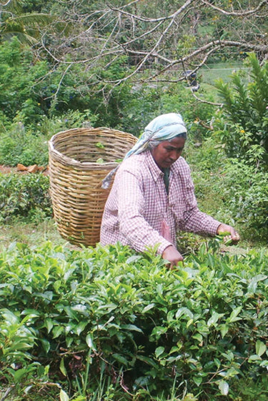 Organic Earl Grey Tea